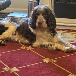 Dixie - English Springer Spaniel