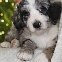 Opal - Merle female Bernedoodle puppy in Shelton, Washington from NW Bernedoodles of Washington