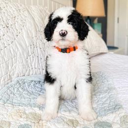 Erin - Black and white female Sheepadoodle puppy in Rocky Point, North Carolina from CelticDoods