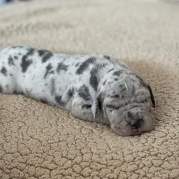 Blue Merle Tan Point - Merle male Great Dane puppy in Kimball, Michigan from Starlight Danes