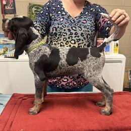 Green - Blue ticked and tan male Bluetick Coonhound puppy in Cherryville, North Carolina from Evenstar-WesRidge Bluetick Hounds