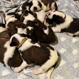 Saint Bernard Puppies from NEK Saints (Oh Boy Acres)