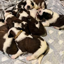 Saint Bernard Puppies from NEK Saints (Oh Boy Acres)