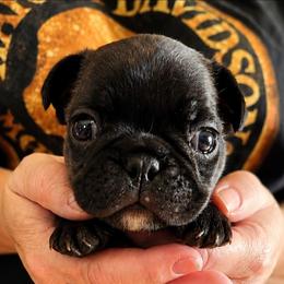 Brindle Boy 1 - Brindle male French Bulldog puppy in Cleveland, Ohio from Pleasant Valley French Bulldogs