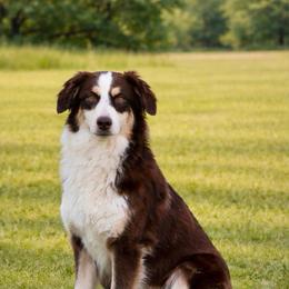 Swayzie - Australian Shepherd