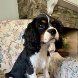 Marina - Tri-color female Cavalier King Charles Spaniel puppy in Mount Dora, Fl, Florida from Breezy Palms Cavaliers