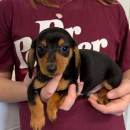 Buttons - Black and cream male Dachshund puppy in Ft Dodge, Iowa from Secret Reality