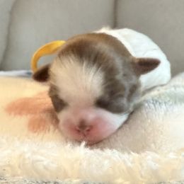 Cowgirl - Liver and white female Shih Tzu puppy in Hanford, California from MeMaw Shih Tzus