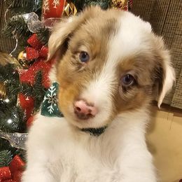 Miniature Australian Shepherds from Niixxy's Mini Australian shepherds