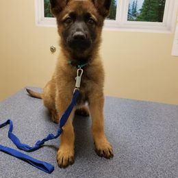 Belgian Malinois and German Shepherd Puppies from True Grit Kennels