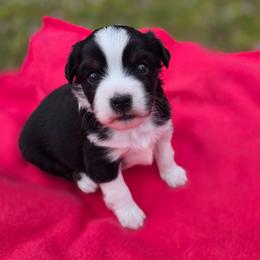 Girl 1 - Black tri female Miniature Australian Shepherd puppy in Riverview, Florida from Kelly Pompeo