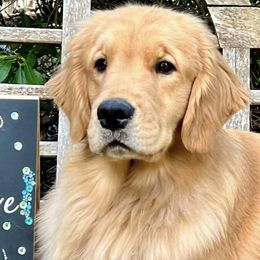 Golden Retrievers from River Road Golden Retrievers