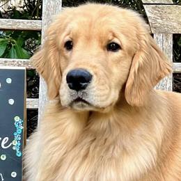 Golden Retrievers from River Road Golden Retrievers