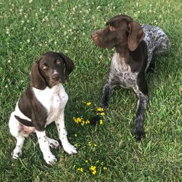 German Shorthaired Pointers from Von Zynda German Shorthaired Pointers