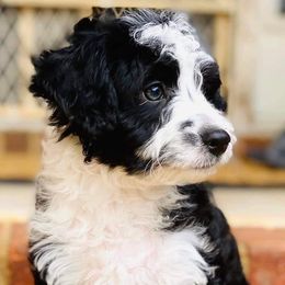 Aussiedoodles, Cavalier King Charles Spaniels, Cavapoos, and Toy Australian Shepherds from Darling Australians