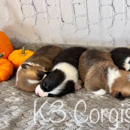 Pembroke Welsh Corgi Puppies from K3 Corgis