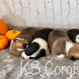 Pembroke Welsh Corgi Puppies from K3 Corgis