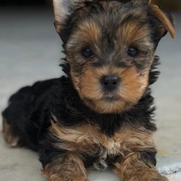 Yorkie Girl 2 - Black and tan female Yorkshire Terrier puppy in Summerville, South Carolina from Our Yorkie and Morkie Puppies of Summerville, South Carolina.