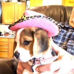 Payton Hope (Camille) - Black tan and white female Beagle puppy in Jerome, Missouri from Beam's Beagles