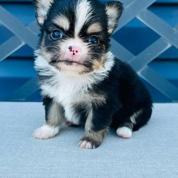 Eeyore - Black and tan male Chihuahua puppy in Hobgood, North Carolina from Four Kids’ Farms, LLC