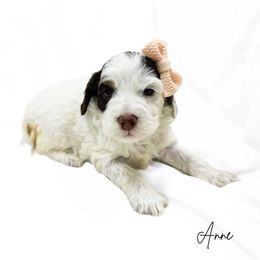 Anne - choc tri roan - Chocolate female Australian Labradoodle puppy in Wamego, Kansas from Doodles of Oz
