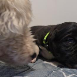 Australian Shepherd and Miniature Australian Shepherd Puppies from Cara Harker