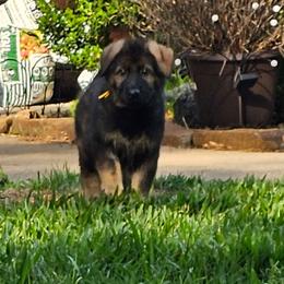 Forte - Sable Male 2 - Sable male German Shepherd puppy in Conroe, Texas from Aus der Asche German Shepherds