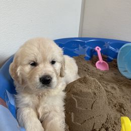 Puppy - Golden Retriever puppy in Linden, Michigan from High Society Farm