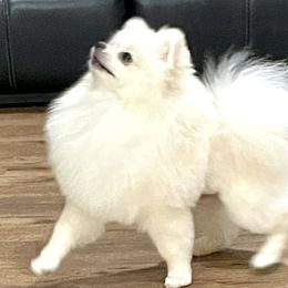 Maddox - Pomeranian