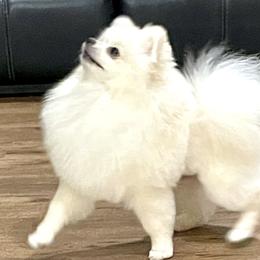 Maddox - Pomeranian