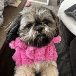 Maple - Shih Tzu