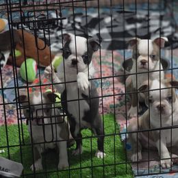 Boston Terrier Puppies from Emerald Moon Bostons