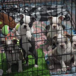 Boston Terrier Puppies from Emerald Moon Bostons
