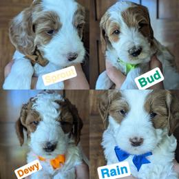 2nd pick male - Parti male Goldendoodle puppy in Sioux Falls, South Dakota from Dolly's Doodles