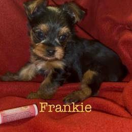Frankie - Black and tan male Yorkshire Terrier puppy in Seneca, Missouri from M.Y. Morkies and Yorkies