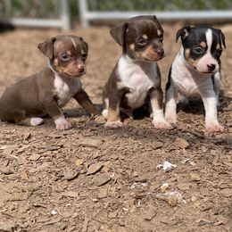 Chihuahua Puppies from Bewitched Chihuahuas
