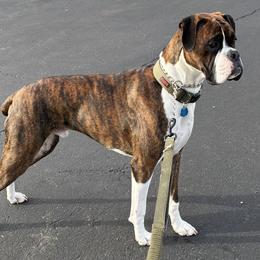 Boxer Puppies from Pawsitively Amazing Boxers LLC