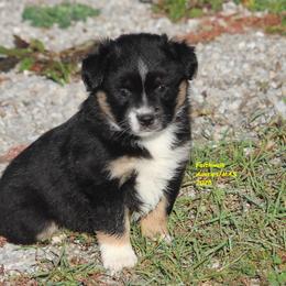 Hera - Black tri female Miniature American Shepherd puppy in Hillsdale, Michigan from Faithwalk Aussies and Mini American Shepherds