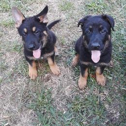 German Shepherd Puppies from Southern Legacy German Shepherds