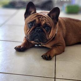 Honey Bun - French Bulldog