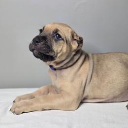 Eden - Fawn female Cane Corso puppy in Elkhart, Indiana from Martins Almighty Cane Corsos