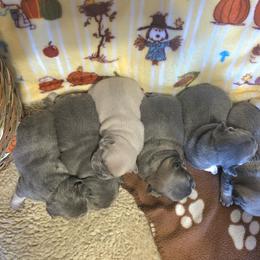 French Bulldog Puppies from Robyn Rosewicz