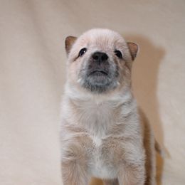 Australian Cattle Dog Puppies from Kanku