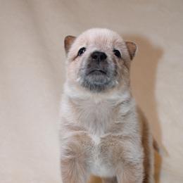 Australian Cattle Dog Puppies from Kanku
