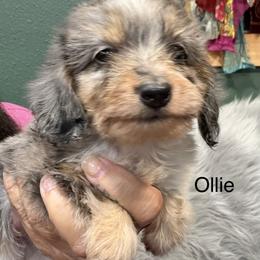 Ollie - Dapple male Dachshund puppy in Cabool, Missouri from Dachshund's of Country Magic Farms in Missouri