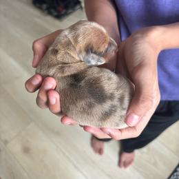 Charlie - Dapple male Dachshund puppy in Tomball, Texas from Gutierrez House of Doxies
