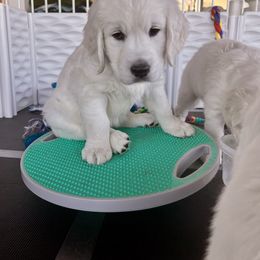 Golden Retriever Puppies from Huckaby’s English Golden Retrievers