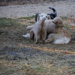 Goldendoodle Puppies from FurEver Friends Doodles