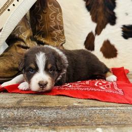 'Jamie' - Red tri-color male Australian Shepherd puppy in Durand, Wisconsin from Larson’s Legacy Aussome Aussie Kennels