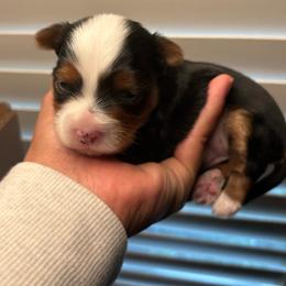 Skunk - Black and tan male Yorkshire Terrier puppy in Fredericksburg, Virginia from VA Exclusive Yorkies